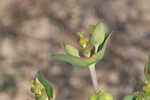 Greater Florida spurge